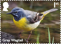 River Wildlife 1st Stamp (2023) Grey Wagtail