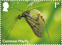River Wildlife 1st Stamp (2023) Common Mayfly