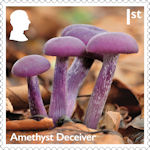 Mushrooms 1st Stamp (2025) Amethyst Deceiver - Laccaria amethystina