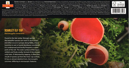 Mushrooms - (2025) Mushrooms