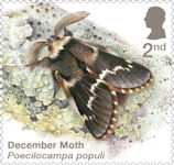 Moths 2nd Stamp (2026) December Moth (Poecilocampa populi)
