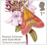 Moths 1st Stamp (2026) Scarce Crimson and Gold Moth (Pyrausta sanguinalis)