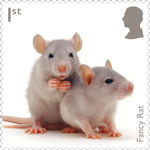 Pets 1st Stamp (2026) Fancy Rat