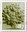 87p, Oak Tree from Country Definitive - Tariff 2012 (2012)