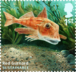 Sustainable Fish 1st Stamp (2014) Red Gurnard