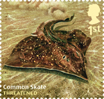 Sustainable Fish 1st Stamp (2014) Common Skate