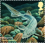 Sustainable Fish 1st Stamp (2014) Sturgeon