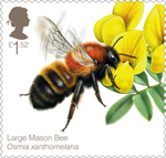 Bees £1.52 Stamp (2015) Large Mason Bee (Osmia xanthomelana)