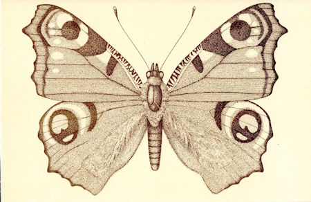 Butterflies 1981