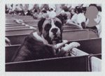 Cats and Dogs 1st Stamp (2001) Boxer at Dog Show