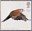 1st, Kestrel with Wings partly extended downwards from Birds of Prey (2003)