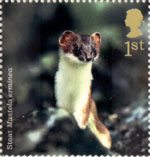 Woodland Animals 1st Stamp (2004) Stoat
