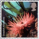 Sea Life 1st Stamp (2007) Sea Anemone