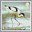 1st, Avocet from Birds (2007)