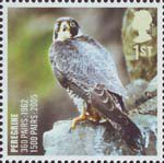 Birds 1st Stamp (2007) Peregrine