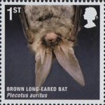 Mammals 1st Stamp (2010) Brown Long-Eared Bat