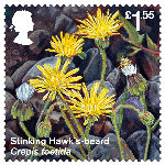 Reintroduced Species £1.55 Stamp (2018) Stinking Hawks-beard