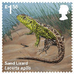 Reintroduced Species £1.55 Stamp (2018) Sand Lizard