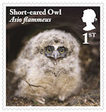 Owls 1st Stamp (2018) Short-eared Owl, juvenile