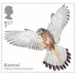 Birds of Prey 1st Stamp (2019) Kestrel