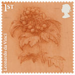 Leonardo da Vinci 1st Stamp (2019) A sprig of guelder-rose