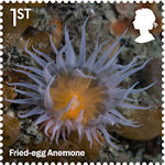 Wild Coasts 1st Stamp (2021) Fried-egg Anemone