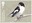 1st, Pied Flycatcher, Ficedula hypoleuca from Migratory Birds (2022)