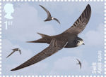 Migratory Birds 1st Stamp (2022) Swift, Apus apus