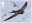 1st, Swift, Apus apus from Migratory Birds (2022)