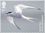 1st, Arctic Tern, Sterna paradisaea from Migratory Birds (2022)