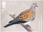 1st, Turtle Dove, Streptopelia turtur from Migratory Birds (2022)