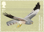 Migratory Birds 1st Stamp (2022) Montagu’s Harrier, Circus pygargus