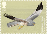 1st, Montagu’s Harrier, Circus pygargus from Migratory Birds (2022)