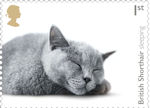 1st, British Shorthair sleeping from Cats (2022)