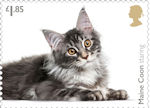 £1.85, Maine Coon staring from Cats (2022)