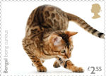 Cats £2.55 Stamp (2022) Bengal being curious