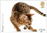 £2.55, Bengal being curious from Cats (2022)