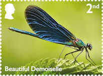 River Wildlife 2nd Stamp (2023) Beautiful Demoiselle