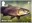 1st, Brown Trout from River Wildlife (2023)