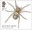 2nd, Sand Bear Spider from Spiders (2024)
