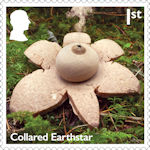 1st, Collared Earthstar - Geastrum michelianum from Mushrooms (2025)