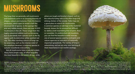 Mushrooms - (2025) Mushrooms