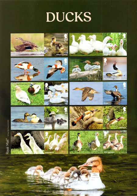Ducks (2025)