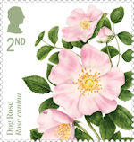 Roses 2nd Stamp (2026) Dog Rose (Rosa canina)
