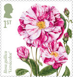 Roses 1st Stamp (2026) Rosa gallica ‘Versicolor’