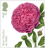 Roses 1st Stamp (2026) Rosa ‘Charles de Mills’