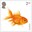 2nd, Goldfish from Pets (2026)