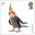1st, Cockatiel from Pets (2026)