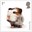 1st, Guinea Pig from Pets (2026)