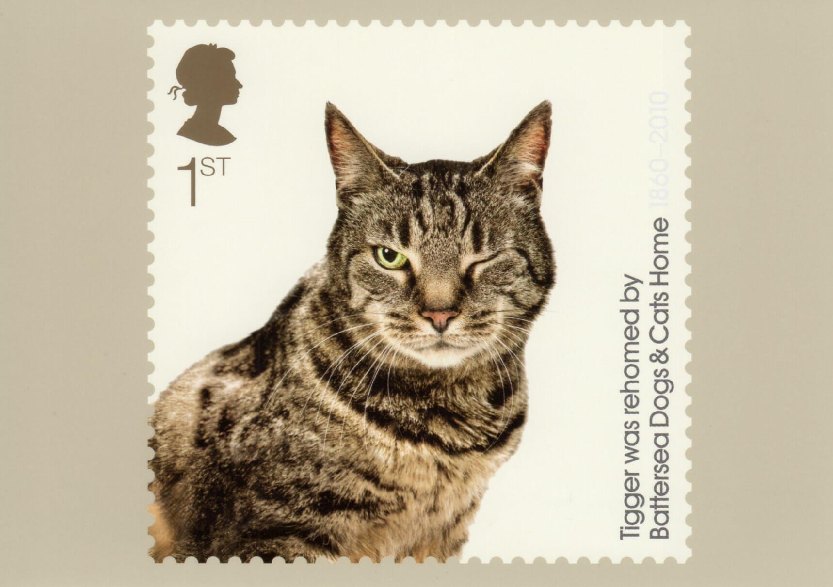 battersea dogs and cats home fostering